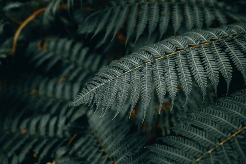 搭建一个动态网站需要用到php、asp语言吗